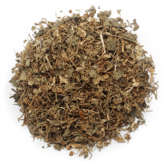 Centella asiatica seca