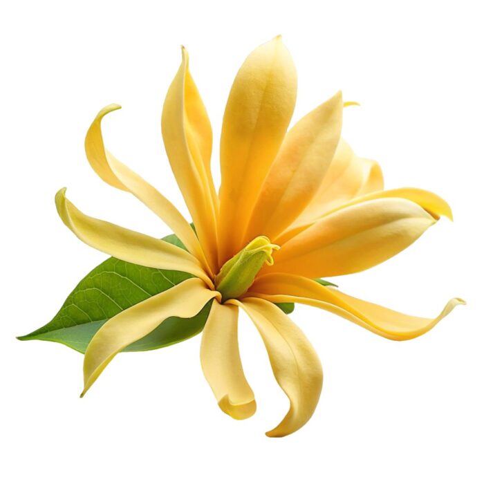 Esencia aromatica ylang ylang