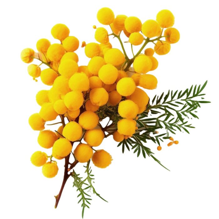 Esencia aromatica de mimosa