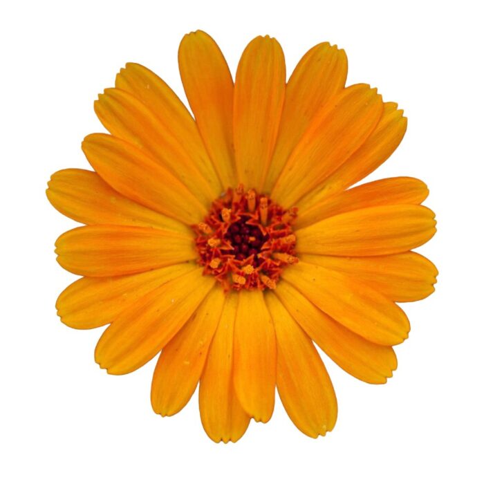 Esencia aromatica de calendula