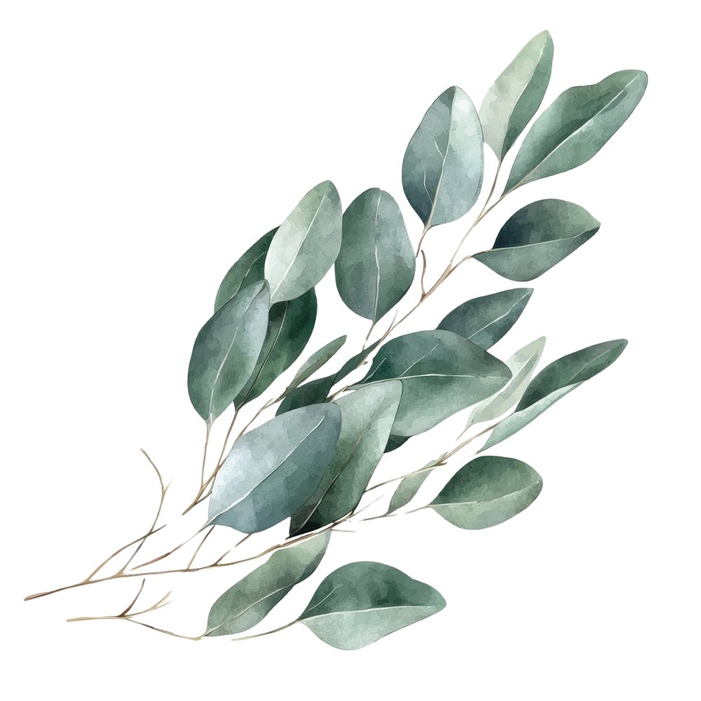 Esencia aromatica de eucalipto