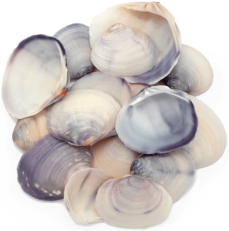 Comprar conchas de mar purple clam