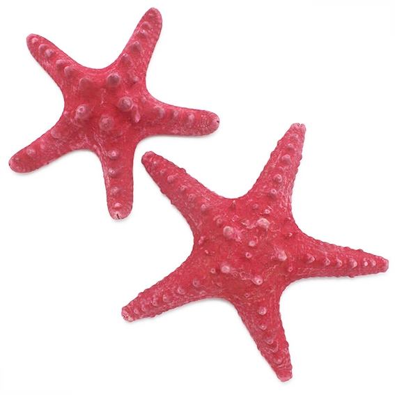 Estrellas de mar comprar