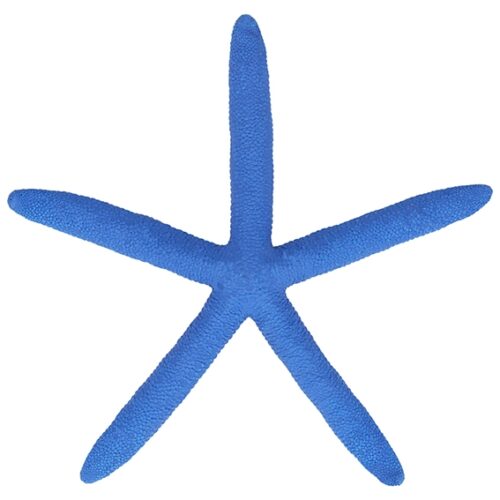 Estrella de mar albina azul