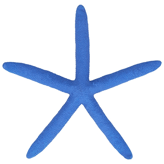 Estrella de mar albina azul