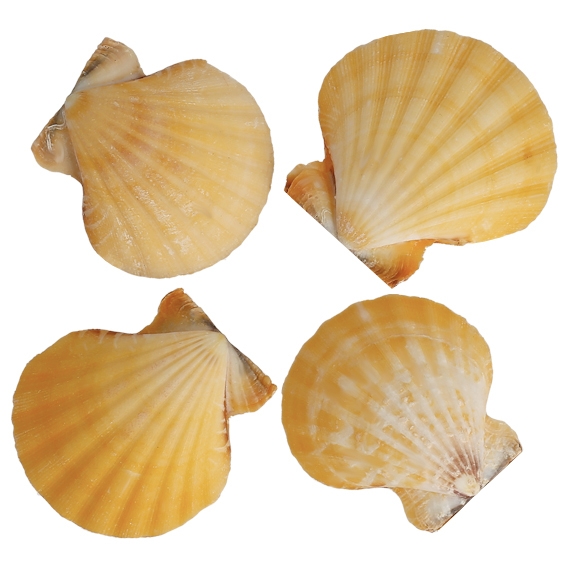 Conchas de mar vexillium striatus orange