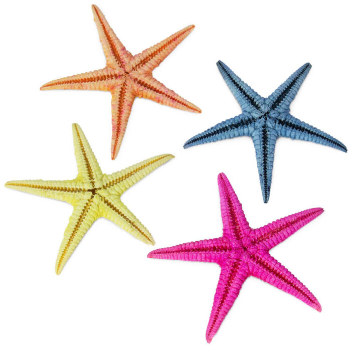 Estrellas de mar filipinas de colores 2-4 cm