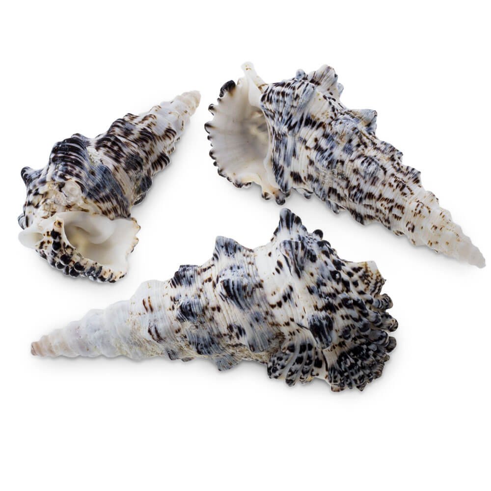 Caracolas marinas cerithium nodulosum 1kg