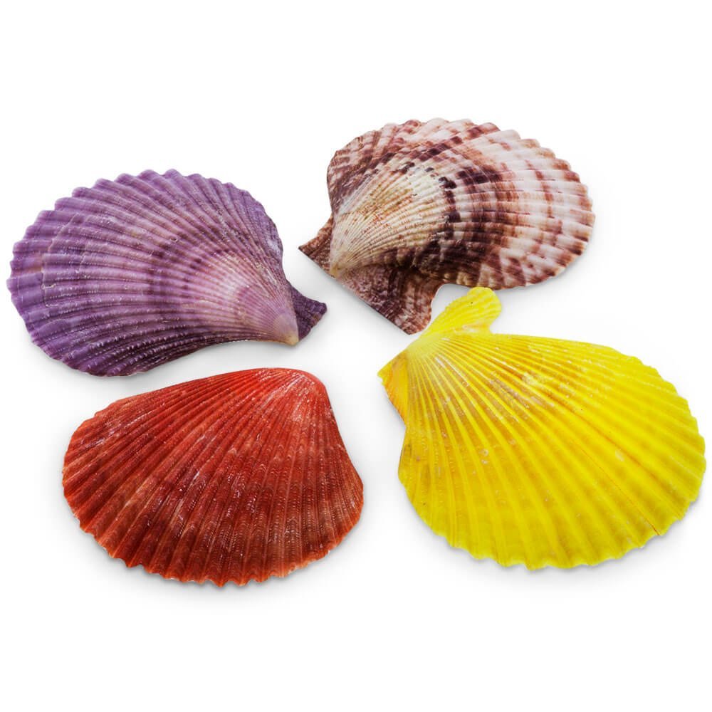 Conchas marinas pecten nobilis 1 kg