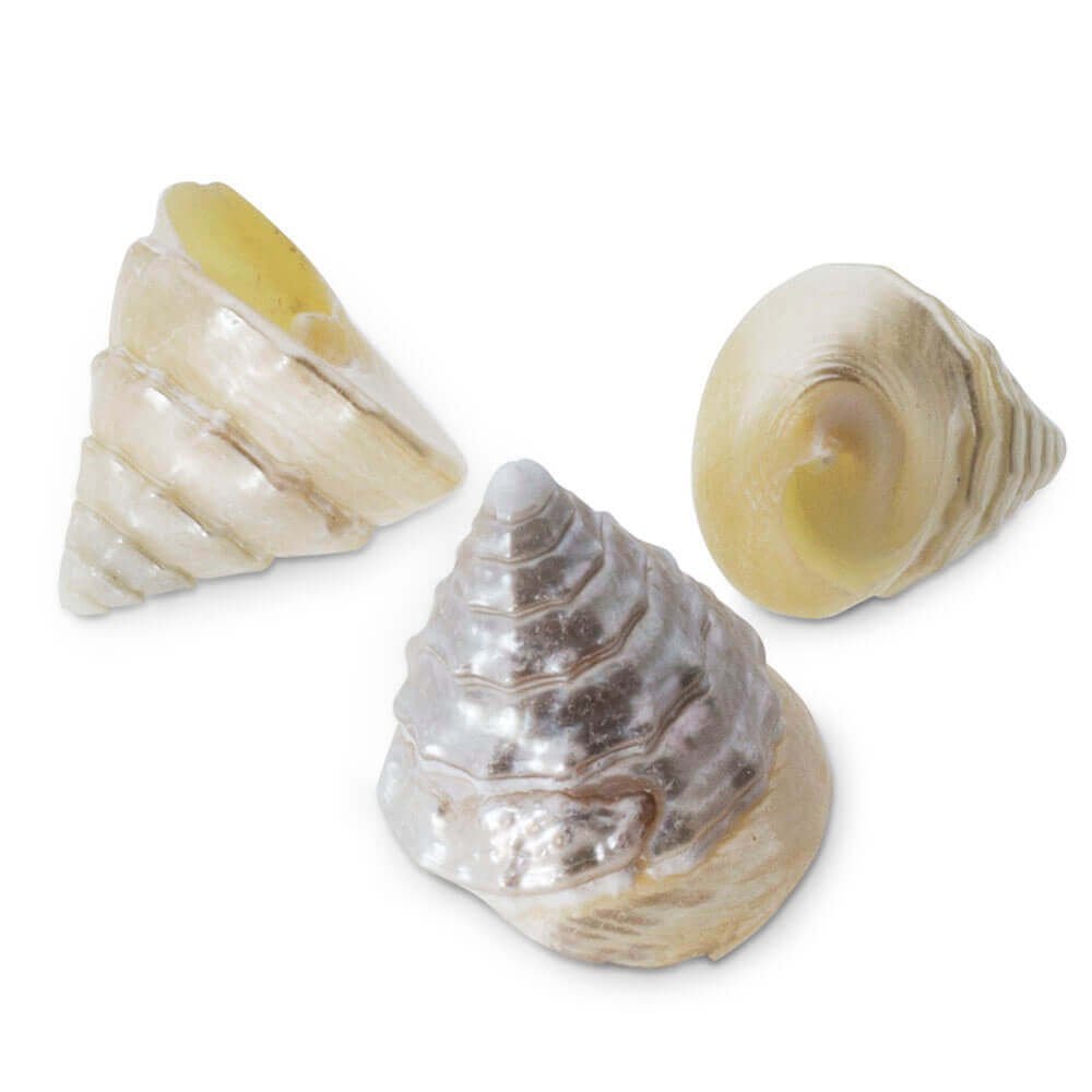 Caracolas marinas troca mini nacarada 1 kg