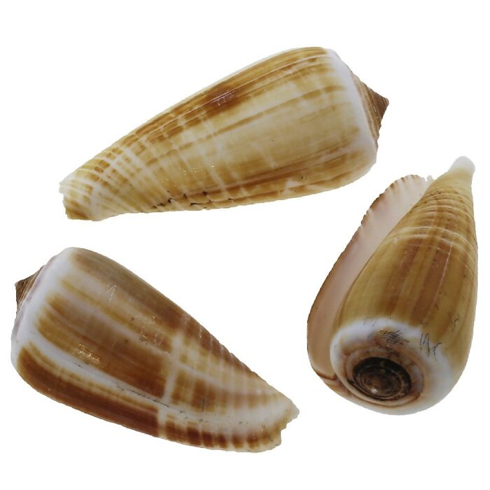 Caracolas marinas conus magus 1 kg