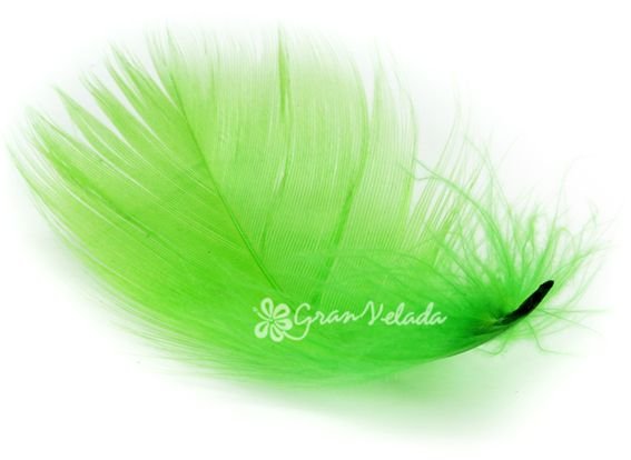 Plumas de marabu verdes