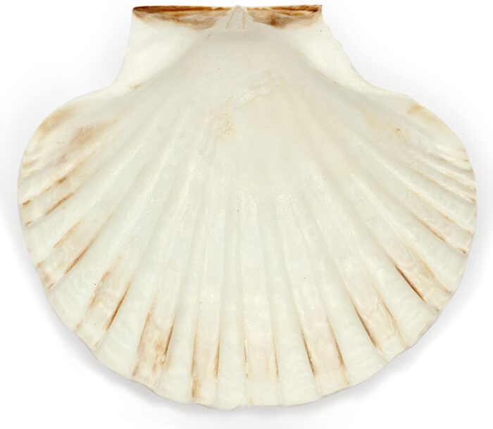 Concha de vieira iris scallop - Imagen 6